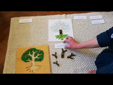 Montessori Botany Parts of a Tree