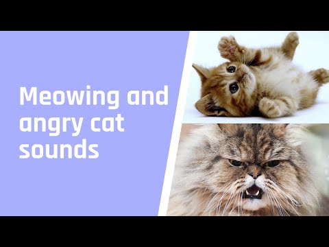 Meowing and angry cat sounds