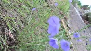 Bright Eyed Beautiful Girl - Jeydon Wale