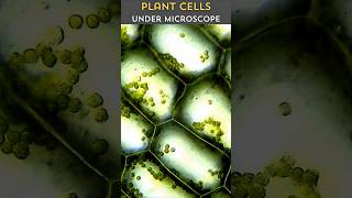 Watch These Plant Cells Come Alive Under 1000x Magnification