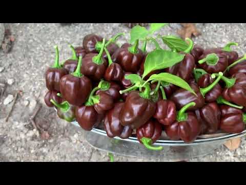 Cultivo de aji o chile habanero chocolate desde semilla  Growing chocolate pepper from seed