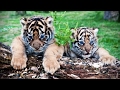 Cute Tiger Cubs Playing Funny Tigers Playing Funny Pets