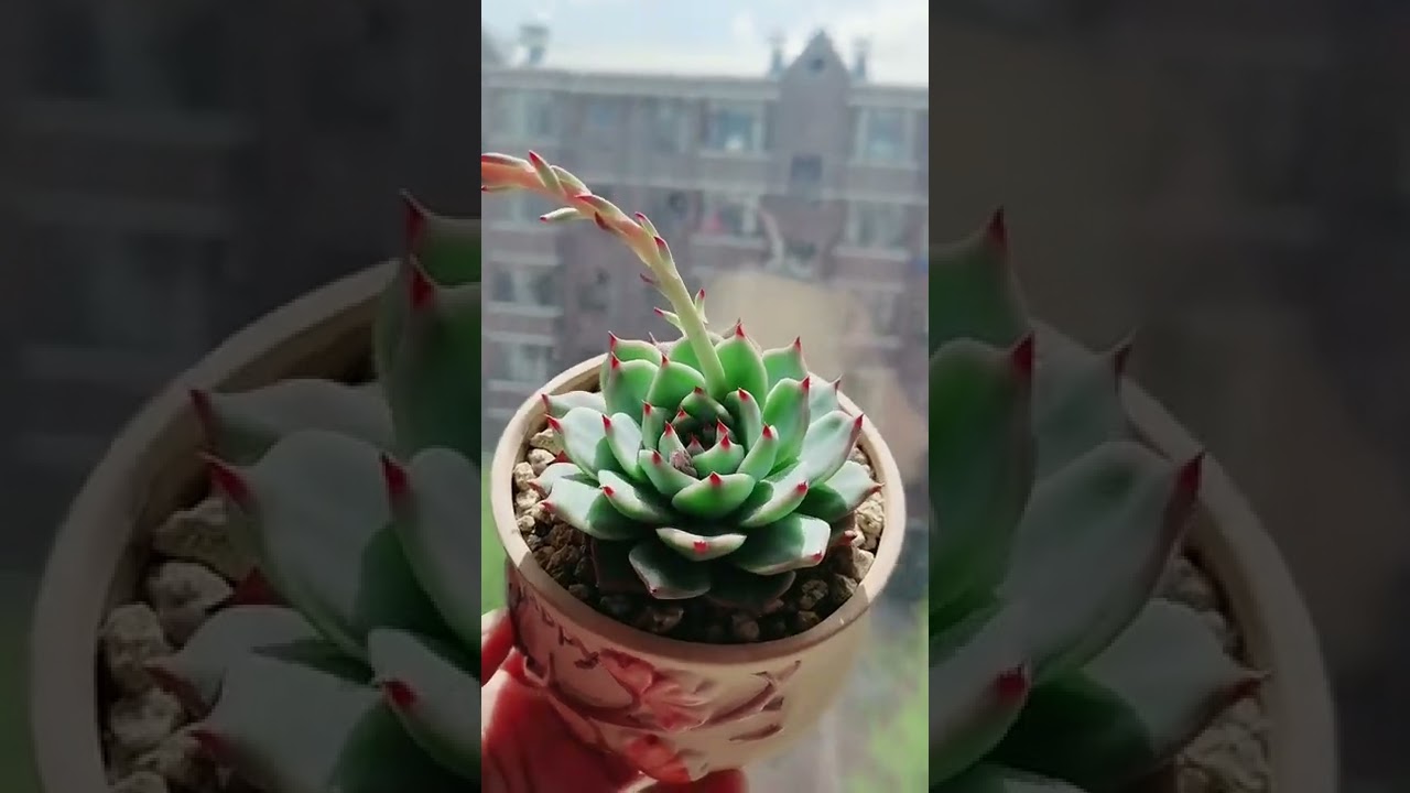 Beautiful Succulent Diy idea #129