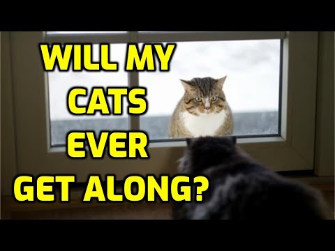 How Long Does It Take For Cats To Be Friends?