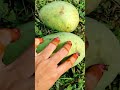 Enni Mamidi Kayalo Mamidi Thota Mini Vlog Shorts Ytshorts Telugu Shorts Lohitha Chitti Chatterbox