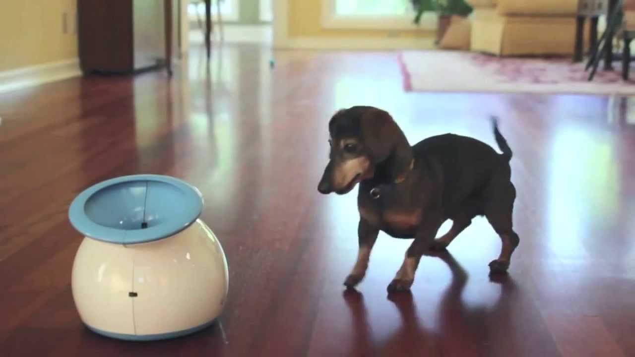 iFetch Interactive Dog Fetch Toy // Small Dogs video thumbnail