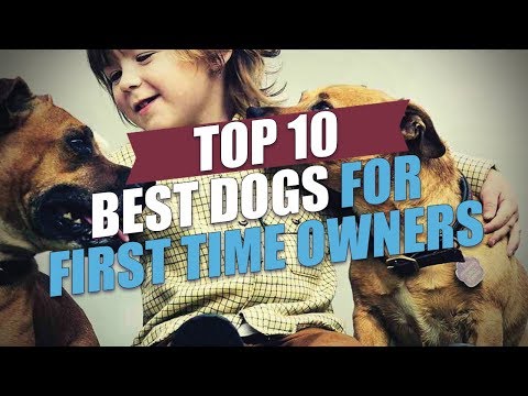 Top 10 Best Dogs for First Time Owners