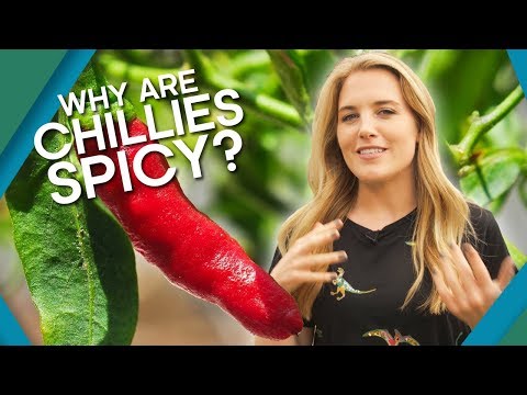為什麼辣椒很辣？| 大地無疆 (Why Are Chillies Spicy? | Earth Unplugged)
