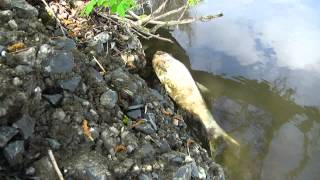 preview picture of video 'На Берекском водохранилище массово гибнет рыба'