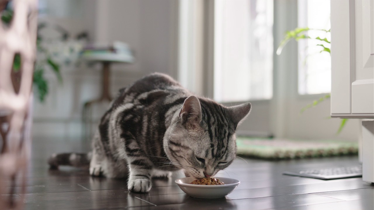 Watch video WHISKAS® Perfect Portions Cuts in Gravy (ENG) Now WHISKAS® Perfect Portions Cuts in Gravy (ENG)