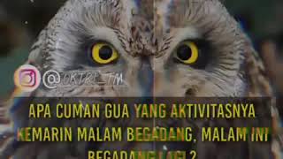 Download lagu Story WA begadang,begadang dan begadang🙄 mp3