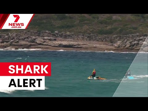 Sydney beaches on shark alert during heatwave | 7NEWS