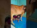Jai Gau Mata Jai Shree Krishna Trending Youtube Shorts Short Viral Foryou Like Reels Top