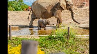 Elefantennachwuchs im Zoo Magdeburg – unterwegs mit der Kamera