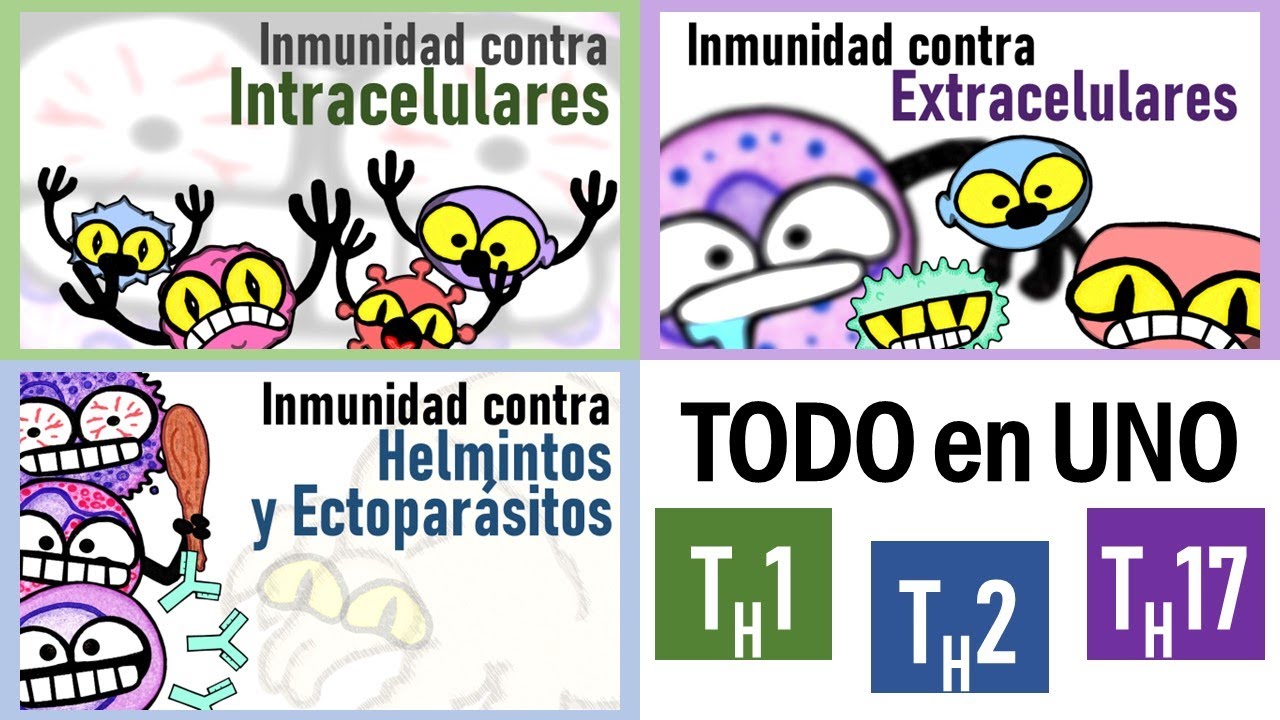 Respuesta Inmune contra Patógenos | TH1, TH2 y TH17 | TODO en UNO