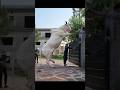 Qurbani Ka Janwar Big Cow 2023 Eid Danger Cow Cow
