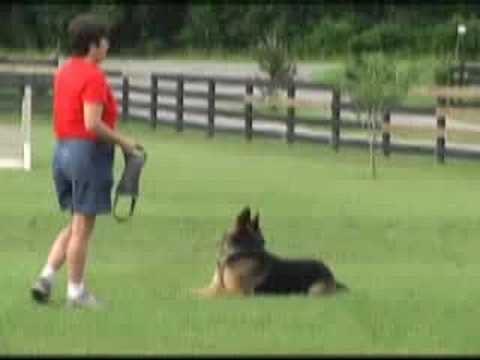 Iron Dog Schutzhund Club obedience