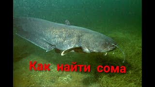 На что клюет сом солдатова в рыбном месте