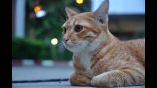 A Cat and Twilight, My Photos, Music and Haiku