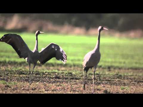 Common Crane Dance --- Tance jeřábů popelavých