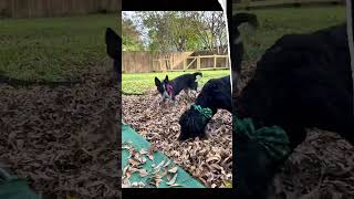 Video preview image #1 Mutt Puppy For Sale in McKinney, TX, USA