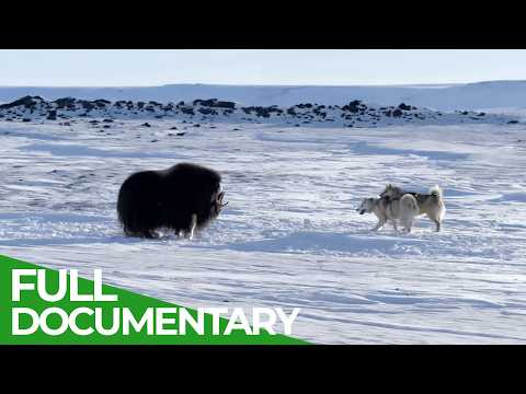 Ice Dogs Guardians of the Arctic