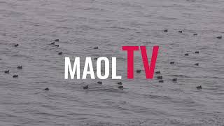 Fåglar simmar i Vättern