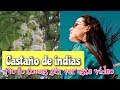 ▶︎ CASTAÑO de INDIAS 🌳 propiedades, beneficios y contraindicaciones