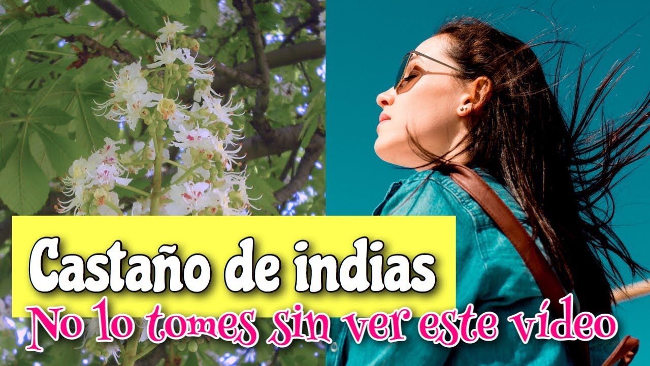 Watch ▶︎ CASTAÑO de INDIAS 🌳 propiedades, beneficios y contraindicaciones Now ▶︎ CASTAÑO de INDIAS 🌳 propiedades, beneficios y contraindicaciones