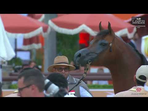 N 119 PRESTIGE RC   GCAT Valkenswaard 2025   Senior Stallions Class 6A