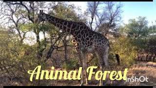 Download lagu ANIMAL FOREST //MUSIK RELAKSASI #animalforest #animal #musikrelaksasi mp3