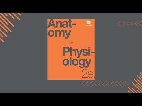 OpenStax Anatomy and Physiology 2e (Lecture) - Chapter 1: An Introduction to the Human Body