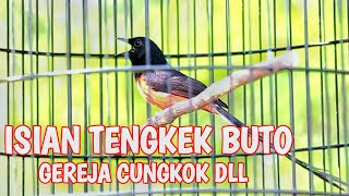 Download lagu Murai Batu Isian Tembakan Tengkek Buto Gereja Tarung Dan Cucak Cungkok mp3