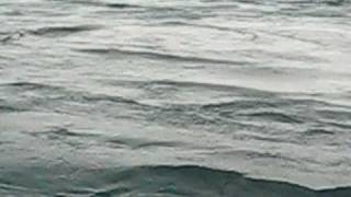 STINK FISH HOLE OFFSHORE POMPANO BEACH EFFLUENT BOIL