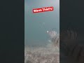 Video Thumbnail for My Perch Fish Are Broken