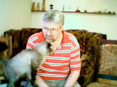 Fun cat compilation for Chitu