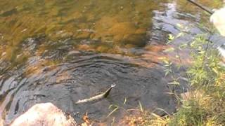 preview picture of video 'Spotted Gar caught on shoe lace lure!! (Actually Longnose Gar Fish #23)'
