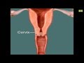 Ovulation Calculator Most fertile time