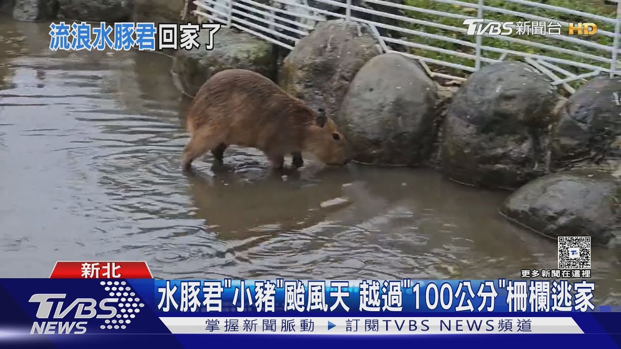 颱風天水豚君跳百公分高欄逃離園區!失蹤20多小時 自己回家了