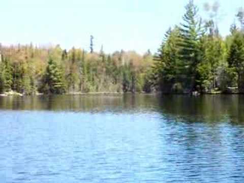 ***OSPRY*** Can you identify this bird nest? Adirondack  NY