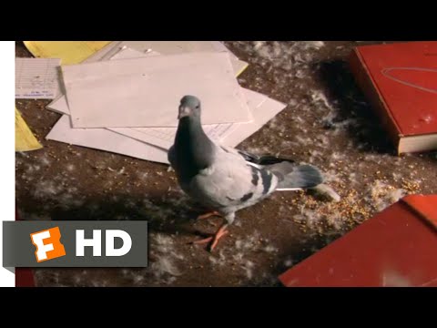 ハウ・ハイ (2001) - 爆発するハトのシーン (8/10) ｜Movieclips (How High (2001) - Exploding Pigeons Scene (8/10) | Movieclips)