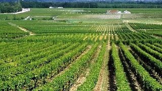 preview picture of video 'Vineyards, Bordeaux, Aquitaine, France, Europe'