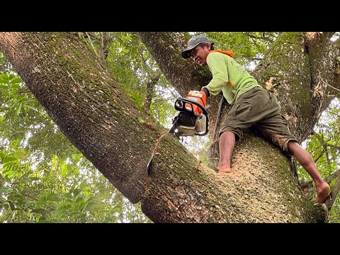 Dangerous leaning tree cutting... STIHL ms 881.