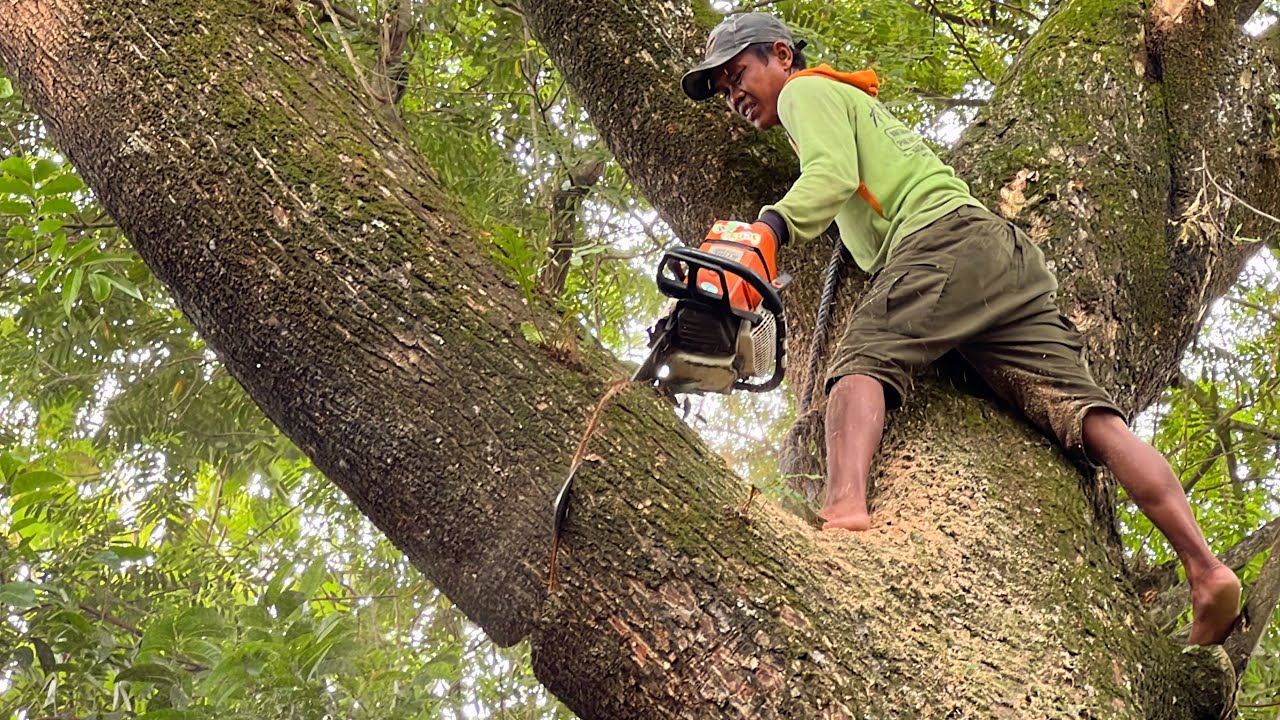 Dangerous leaning tree cutting... STIHL ms 881.