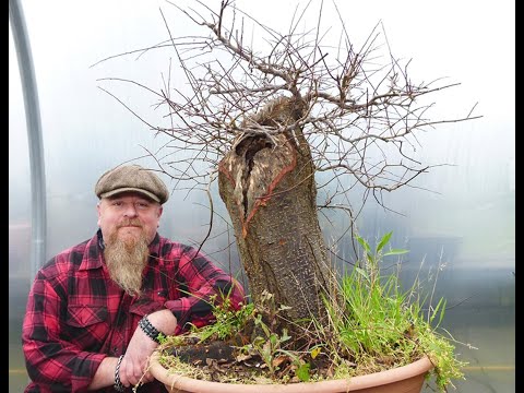 Graham Potter Does Bonsai Work - Prunus
