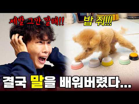 결국 사람 말을 시작한 천재견 토리... 괜히 가르쳤나?