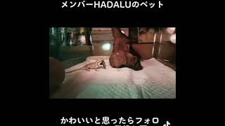 #short  メンバーHADALUのペット紹介第二弾！よかったらチャンネル登録してね！