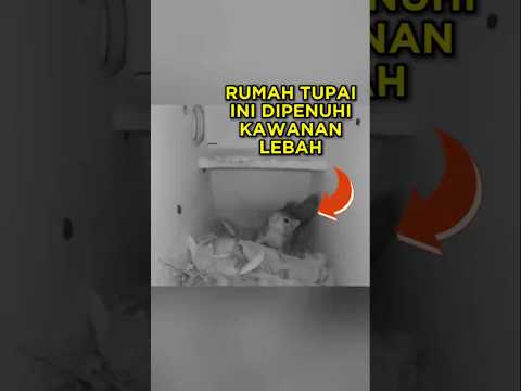 Rumah Tupai Ini Di penuhi Kawanan Lebah 🐿🐝