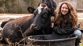 Knowing These Could Save Their LIFE! What to watch for when your cow is expecting.