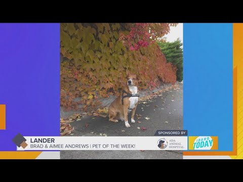 Pet Pics: Lander enjoys the fall colors - YouTube
